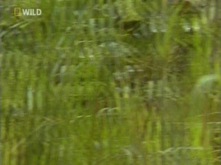 National geographic скрытые миры (9 cерия) 1bbc ru