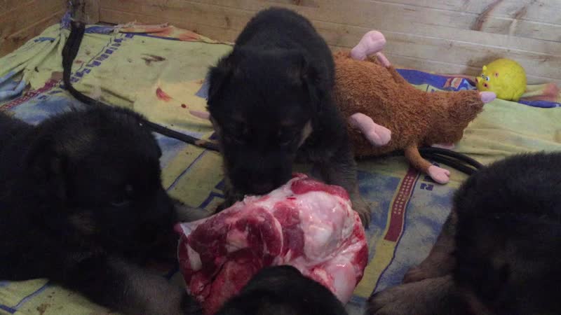 Marvil junion banderas х franka von gold sieg