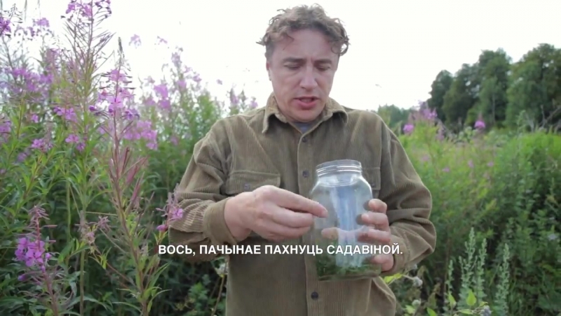 Гарадскія за горадам как собирать и как заваривать иван чай
