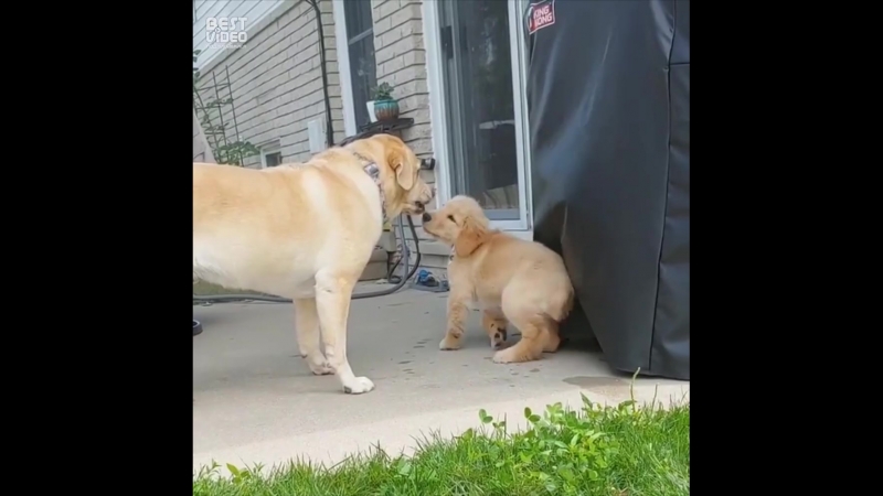 Мелкий каратист