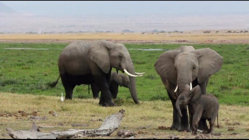 05 детеныши в дикой природе