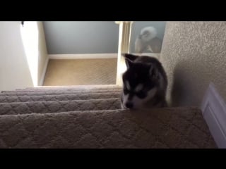 Husky puppy tumbles down stairs