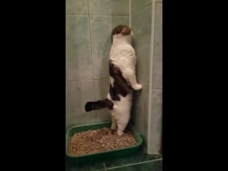 "my cat only poops standing up "