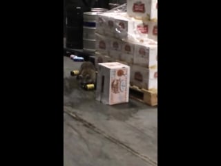 Drunk racoon
