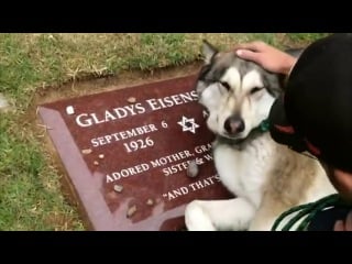 Собачка плачет на могиле хозяина))) d ахренеть можно как так смотреть всем до конца красиво не реально просто невероятно опыт