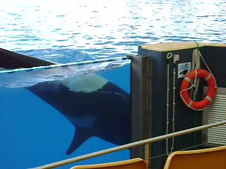 О тенерифе (шоу с касатками в лоро парке)