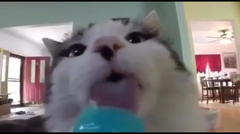 Коты едят мороженку