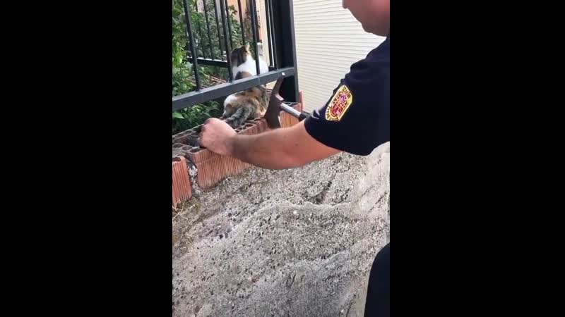 Спасение котейки