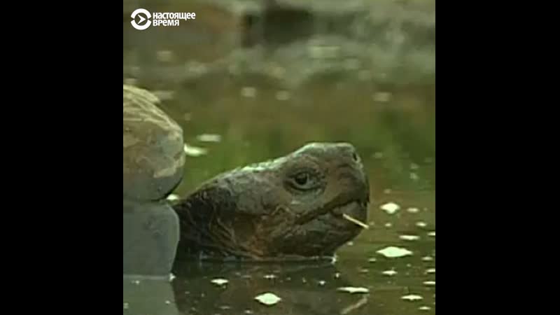 Миллион видов молодые и растений на грани вымирания