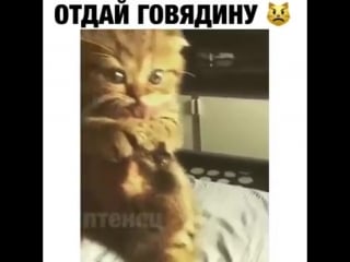 Отдай говядину котенок жжет жесть, прикол, юмор, игры, не порно не секс, голые, ржака, видео