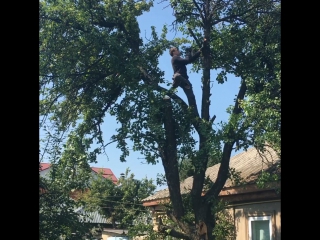 Спиливание, удаление деревьев, кустарника, расчистка участков, покос травы и вывоз любой сложности! 👍 ☎ 8 920 211 76 22