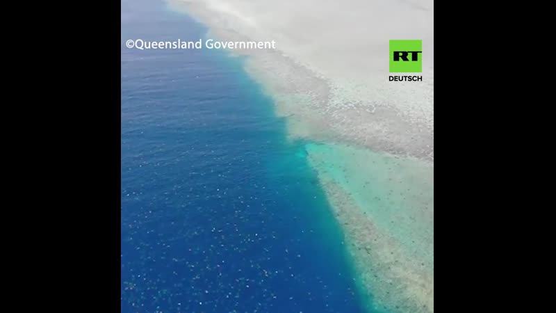 Tausende von meeres schildkröten auf dem weg zum laichen