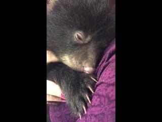 A bear cub purring