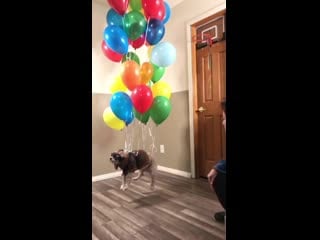 Disney pixars up 🔼 lady flying her poodle dog 🐶 with helium balloons 🎈