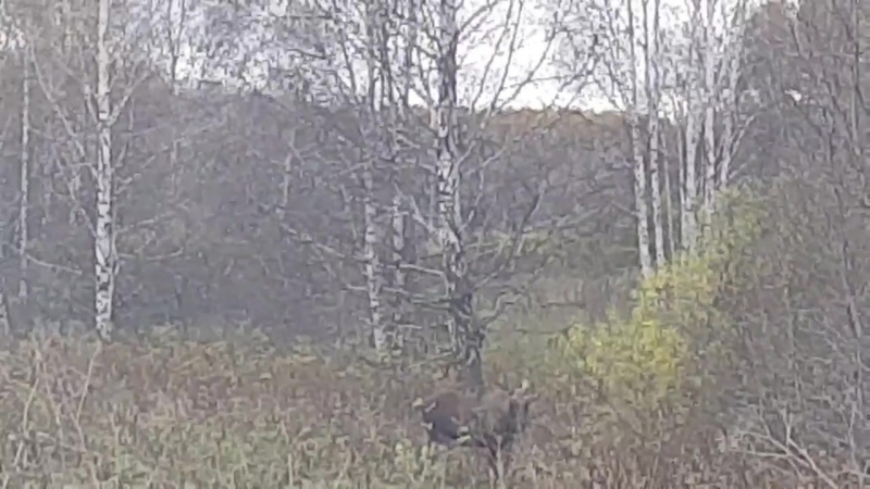 Молодой бычок😊