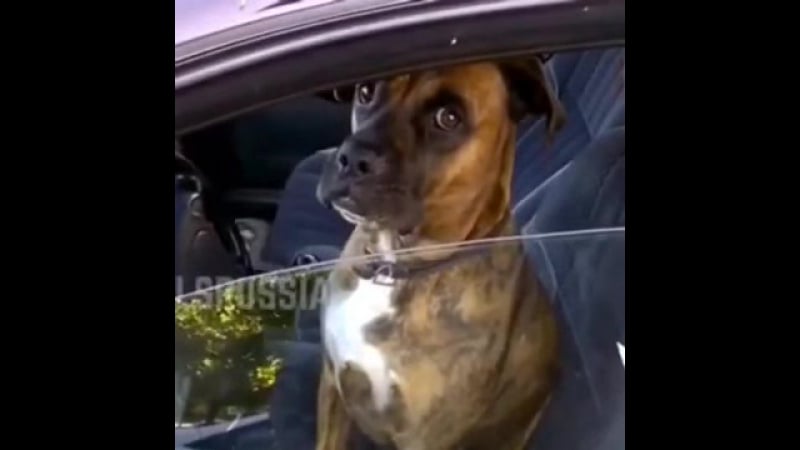 Водитель в неадеквате