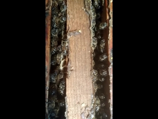 Заглянем внутрь улья