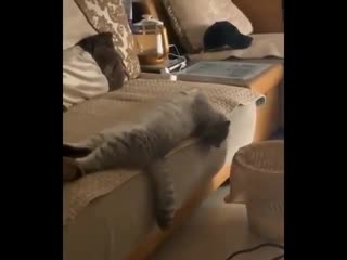 Cat video 20200520 004522 0 mp4