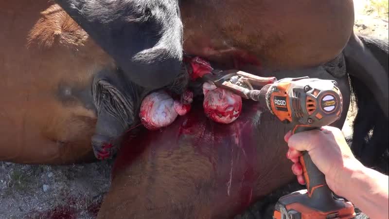 Dr rachael rebel castration of agressive stallion