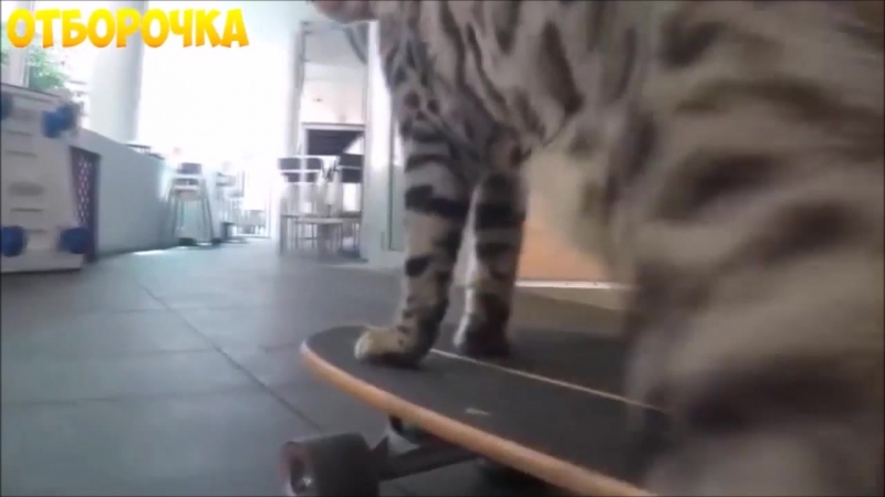 Кот скейтбордист