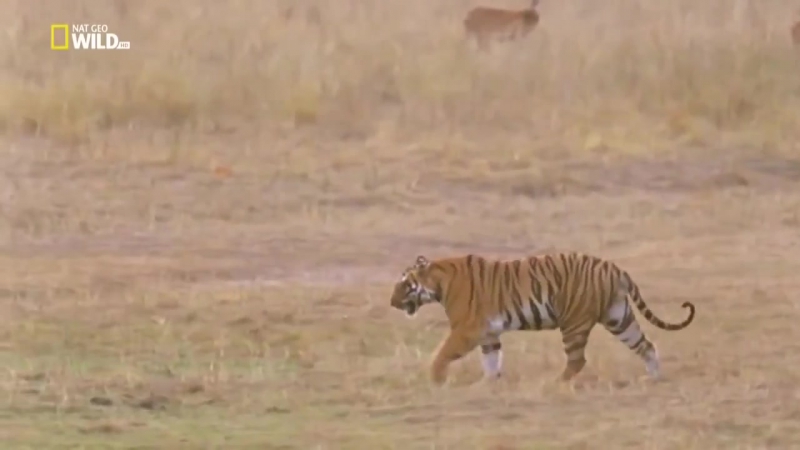 Увлекательная зоология׃ тигры, носороги и голые землекопы | nat geo wild hd