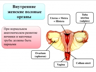 Аномалии развития женских половых органов