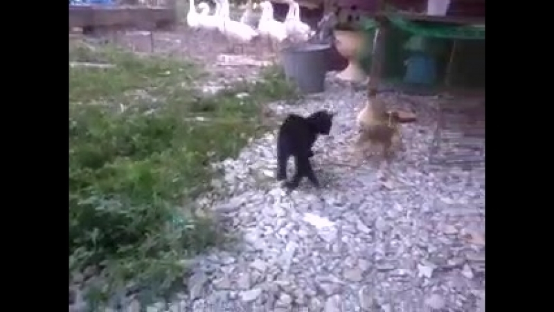 Утенок прогнал кота!