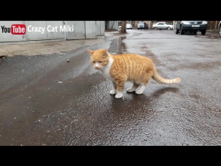 Желтая кошка мяуканье 10 минуты видео играет кошки видео yellow cat meowing 10 minutes of funny cats