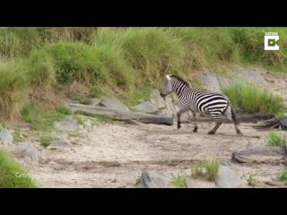 Zebra narrowly escapes hungry lion