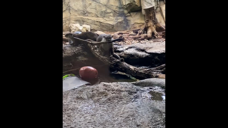 Азиатские выдры