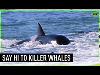 Porn whales show off in front of argentinean coast visitors