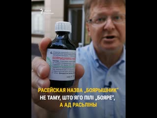 Як па беларуску „боярышник“? відэа