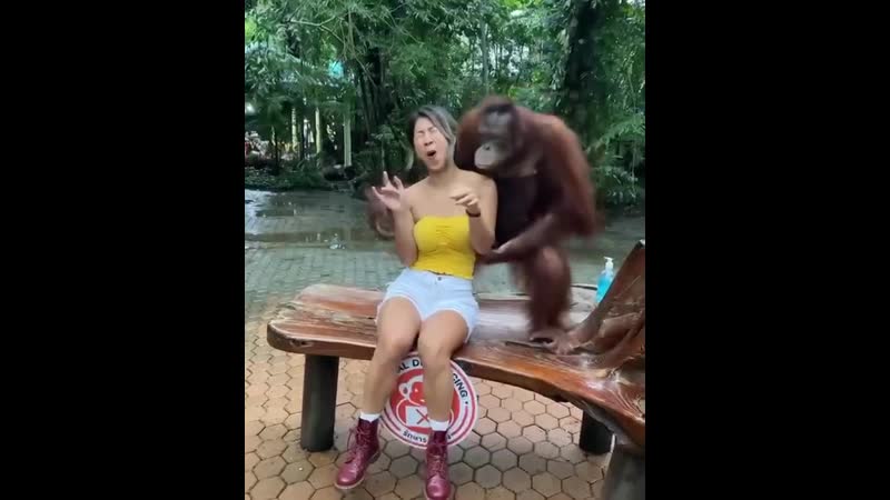 Орангутан с девушкой