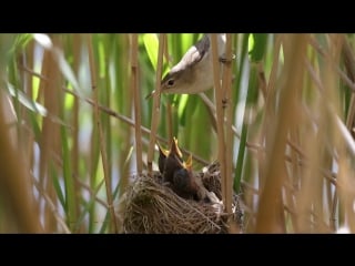 Eurasian reed warbler / european reed warbler / тростниковая камышеа / acrocephalus scirpaceus