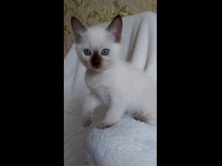 Sharmelthai estee fleur, родители ch sharmelthai aurika star и gr in ch wcf, gr ch tica saimon varadero