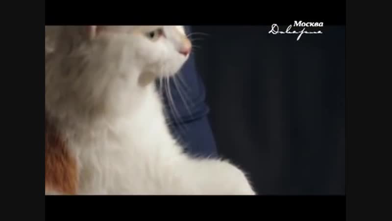 [москва доверие] "нераскрытые тайны" кто такие кошки