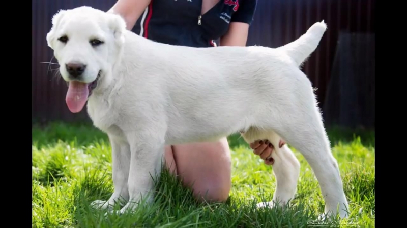 Таёжный талисман кар фарах