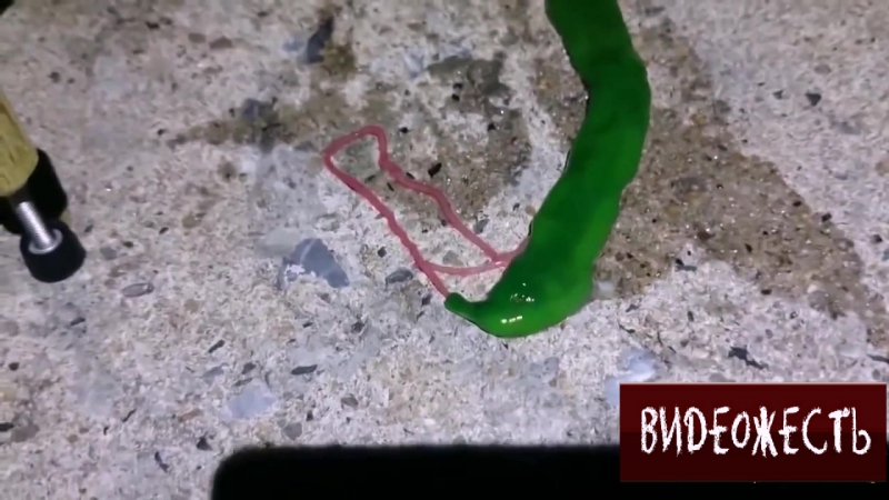 Неведомая странная фиговина © видеожесть