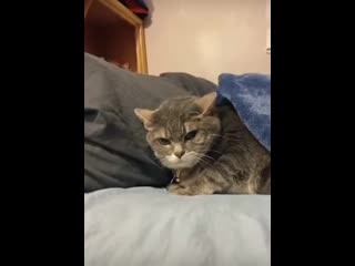 When you drag your cat out of the bed hooman, let me alone! #3