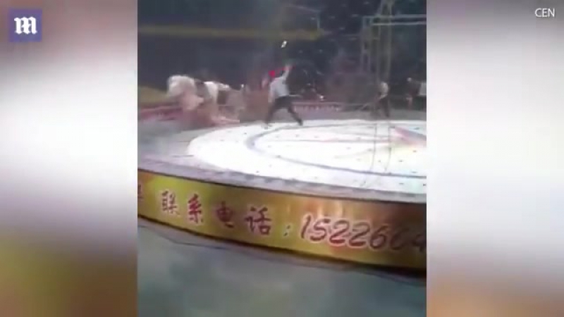 В китайском цирке лев и тигр набросились на лошадь