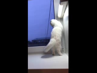 Kalani karoline, помёт "k", д/р