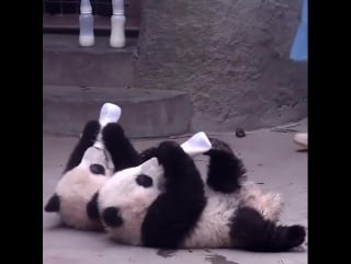 Keeper feeding panda cubs bottled milk