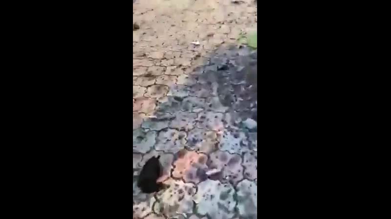 Пассажирский самолет разбился под тегераном