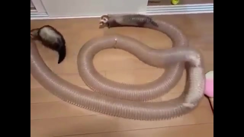 Хорьки и ласка играются