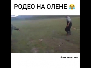 Родео на олене