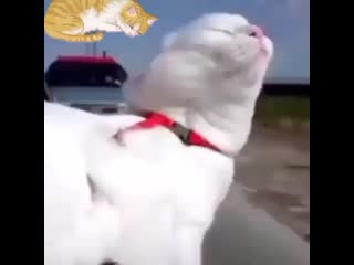 All cats are bastards 20200629 4 mp4