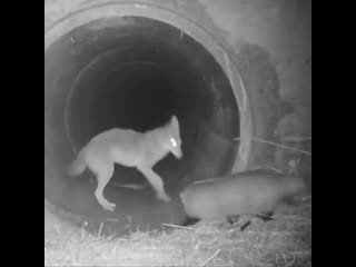 Койот и барсук путешествуют по трубе (vhs video)