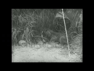 Горный лев успешно нападает на игуану (mountain lion successfully attacks iguana)