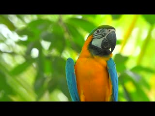 ⚜️4k video ultrahd macaw parrots birds🦜🦜beautiful nature 4k uhd tv colorful sc