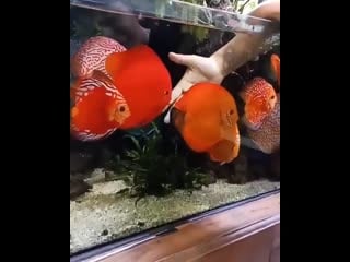 Discus paradise berlin